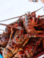 Lobster for Lobster Rolls